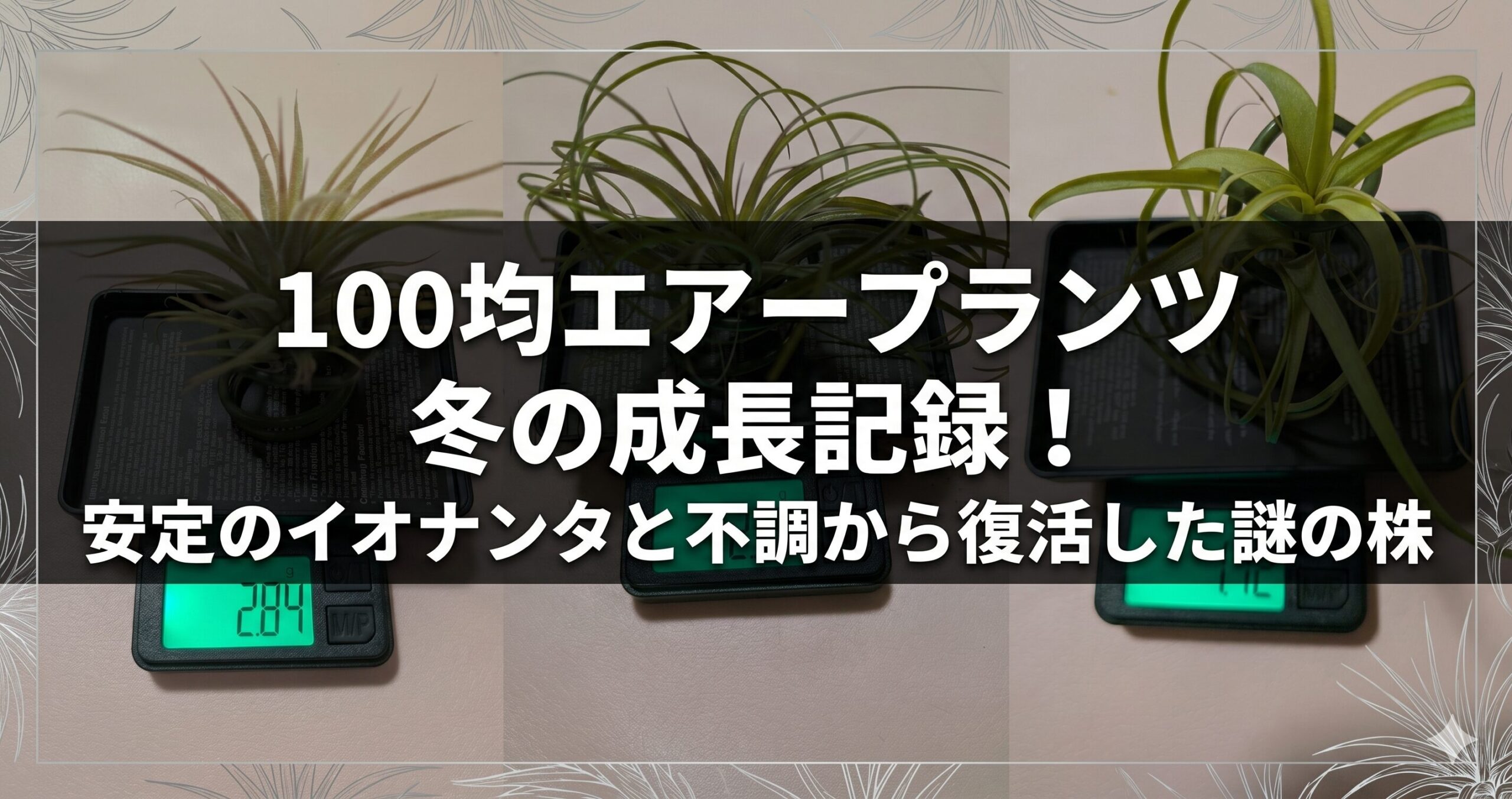 100均エアープランツ冬の成長記録！安定のイオナンタと不調から復活した謎の株のアイキャッチ画像