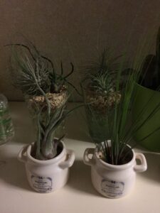 エアープランツを育て始めた頃に撮った画像
