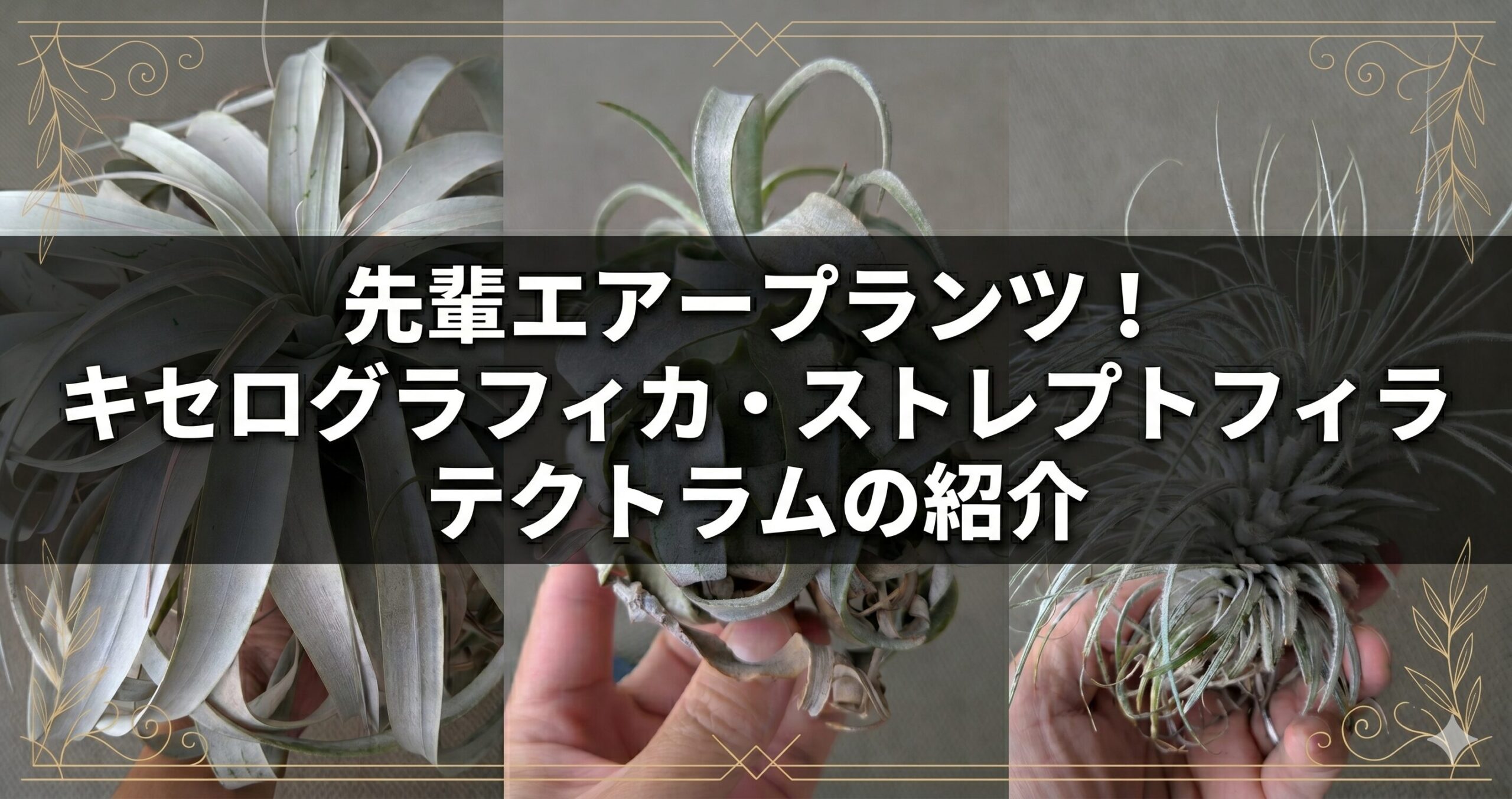 先輩エアープランツ！キセログラフィカ・ストレプトフィラ・テクトラムの紹介のアイキャッチ画像