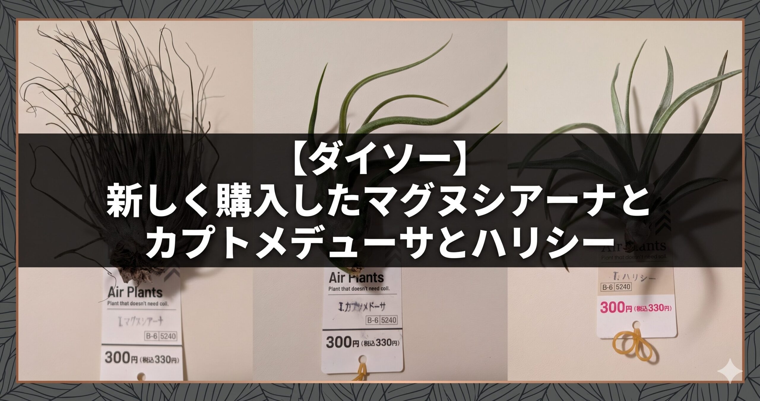 【ダイソー】新しく購入したマグヌシアーナとカプトメデューサとハリシーのアイキャッチ画像