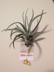 ダイソーで購入した300円株のハリシー
