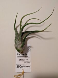 ダイソーで購入した300円株のカプトメデューサ