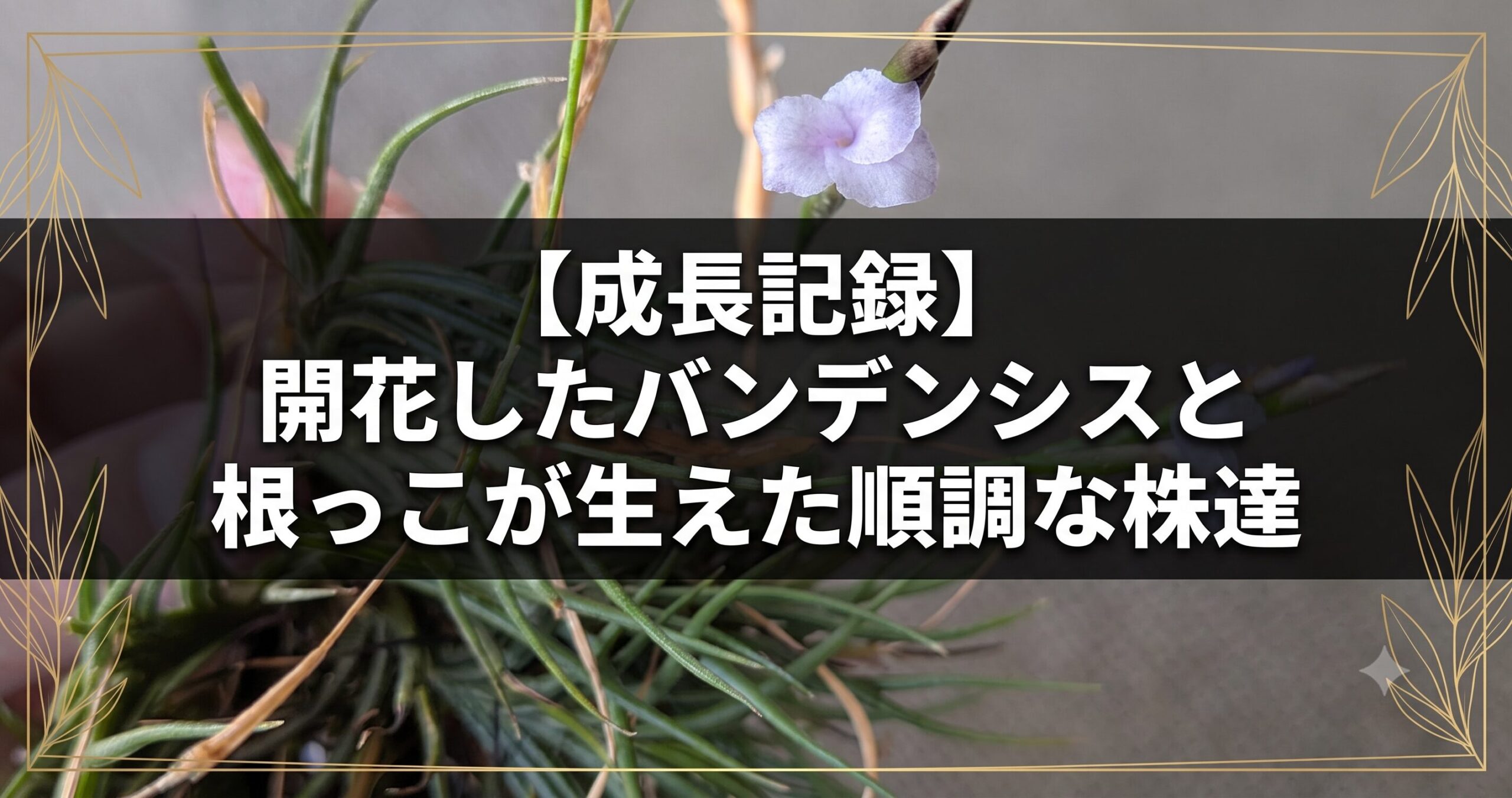 【成長記録】開花したバンデンシスと根っこが生えた順調な株達のアイキャッチ画像