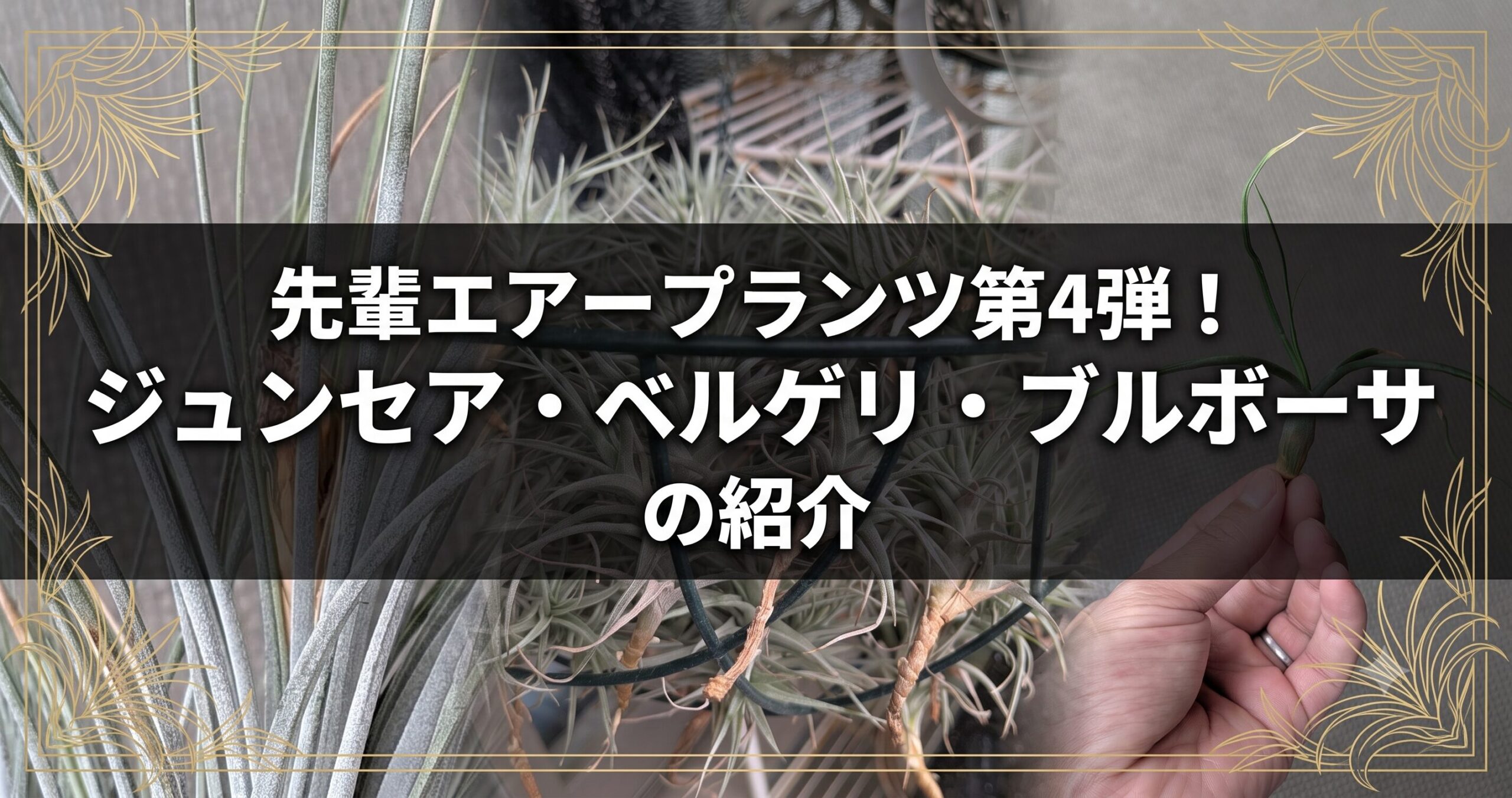 先輩エアープランツ第4弾！ジュンセア・ベルゲリ・ブルボーサの紹介のアイキャッチ画像
