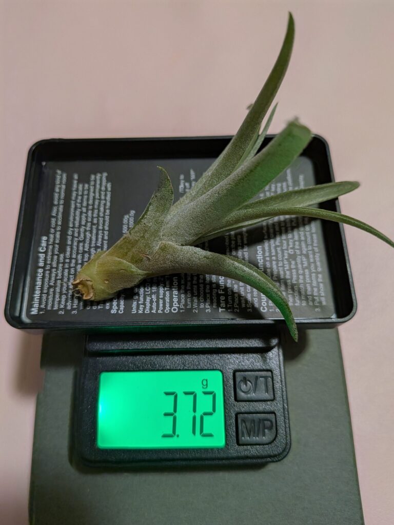 ダイソーで購入した１００均株のブラキカウロス（購入時の重量）