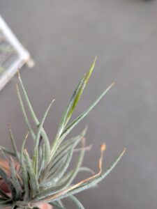 花茎の伸びたバンデンシス