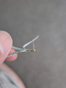 根っこの生えた先輩エアープランツのウスネオイデス