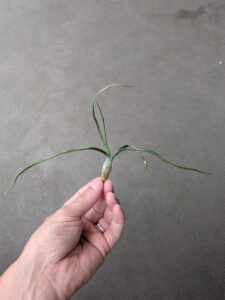 先輩エアープランツのブルボーサ