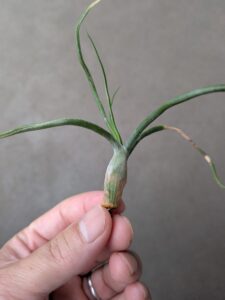 シワが寄ったブルボーサの株元