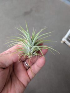 根っこの生えた100円株のイオナンタ2