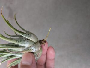 根っこが生えた先輩エアープランツのイオナンタ4