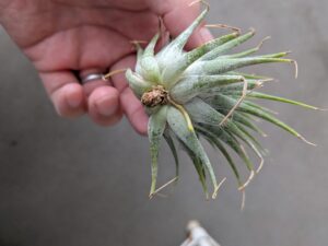 根っこが生えた先輩エアープランツのイオナンタ3