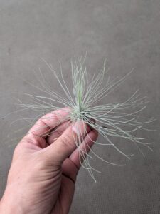 根っこの生えた100円株フックシー2
