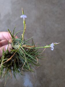 開花したバンデンシス2