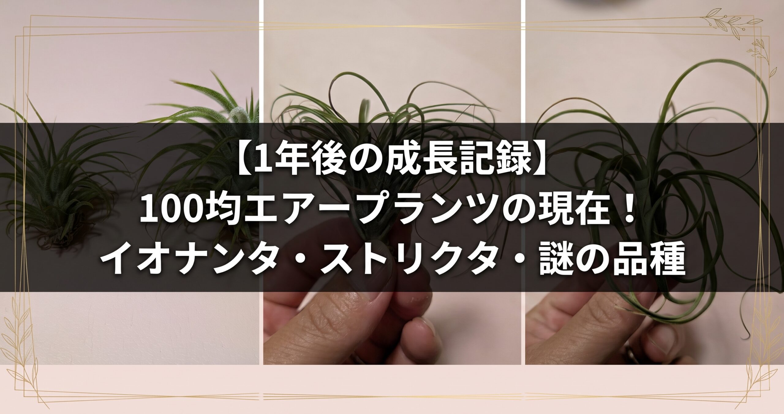 【1年後の成長記録】100均エアープランツの現在！イオナンタ・ストリクタ・謎の品種のアイキャッチ画像