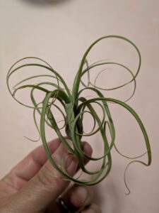 1年育てた100円株のチランジア(品種不明)の画像