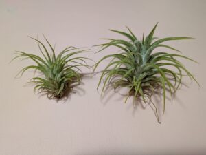 一年育てた100円株のイオナンタと新たに購入した100円株のイオナンタの比較画像