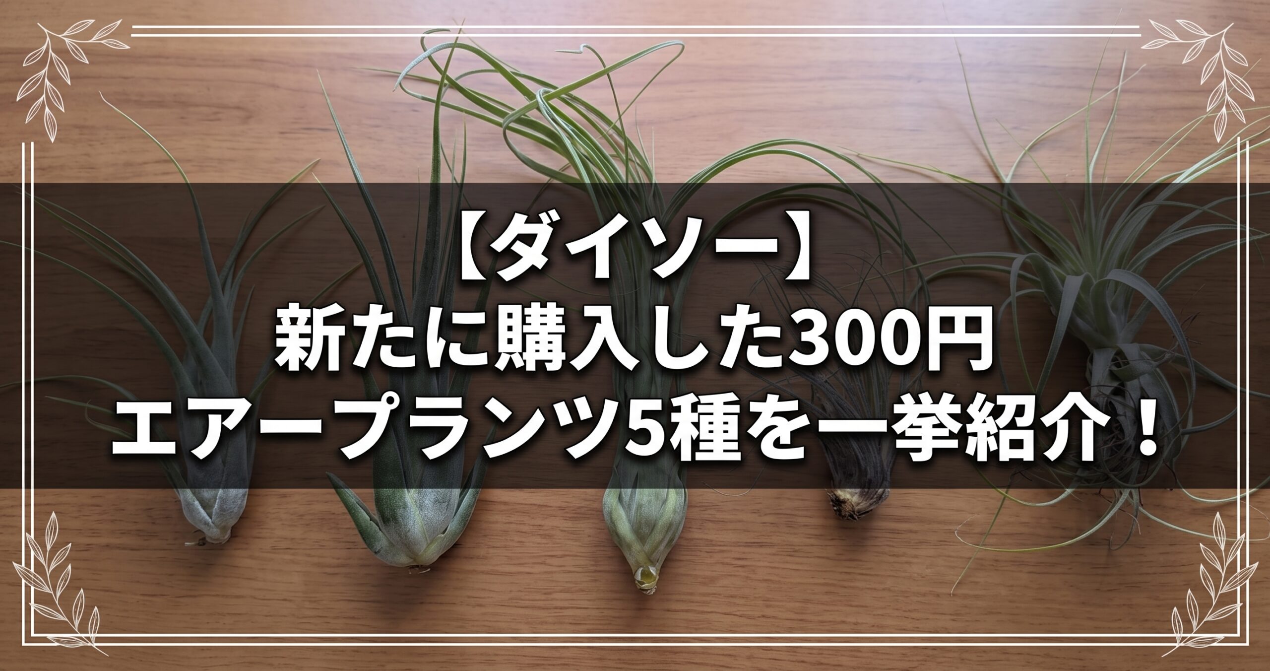 【ダイソー】新たに購入した300円エアープランツ5種を一挙紹介！のアイキャッチ画像